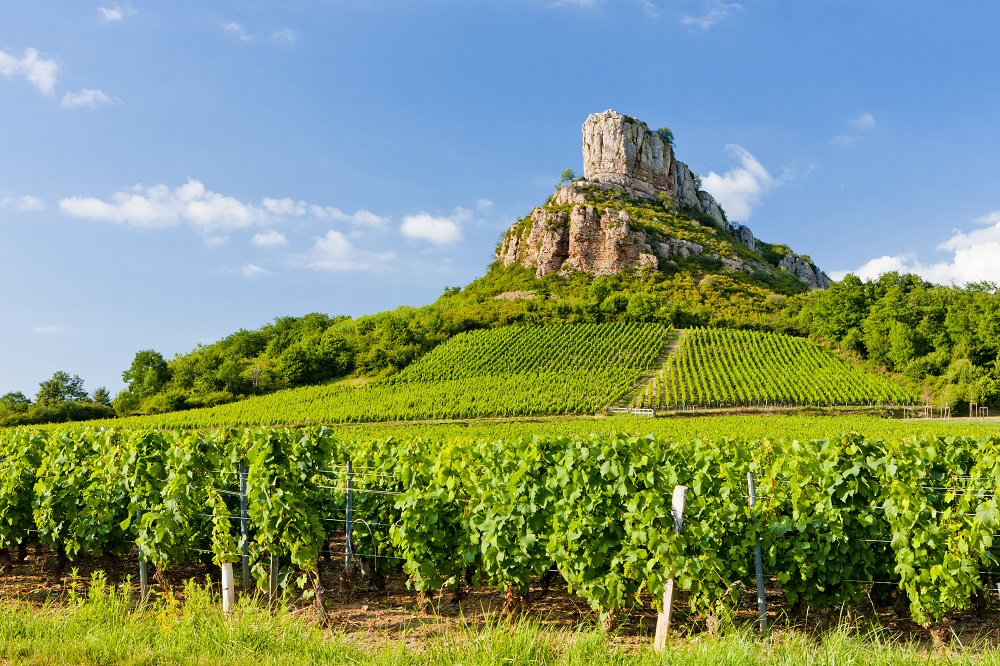 vineyards near the rock of solutré in mâconnais