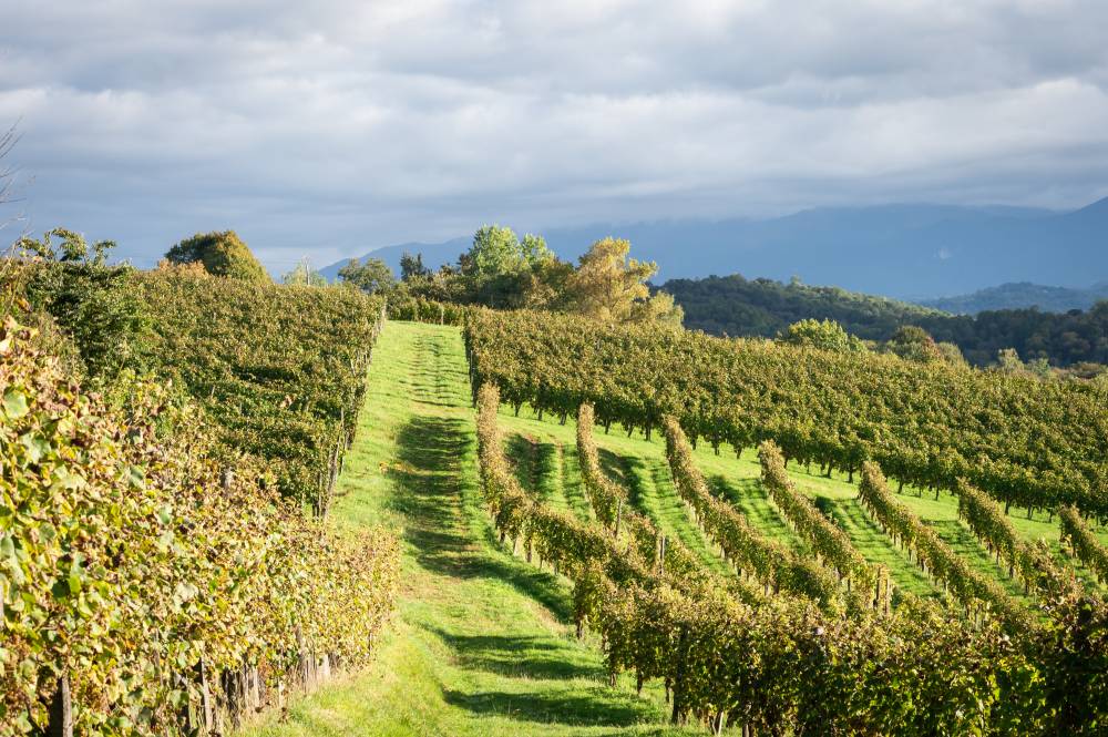 Jurançon-vineyards-in-foothills-of-the-pyrenees
