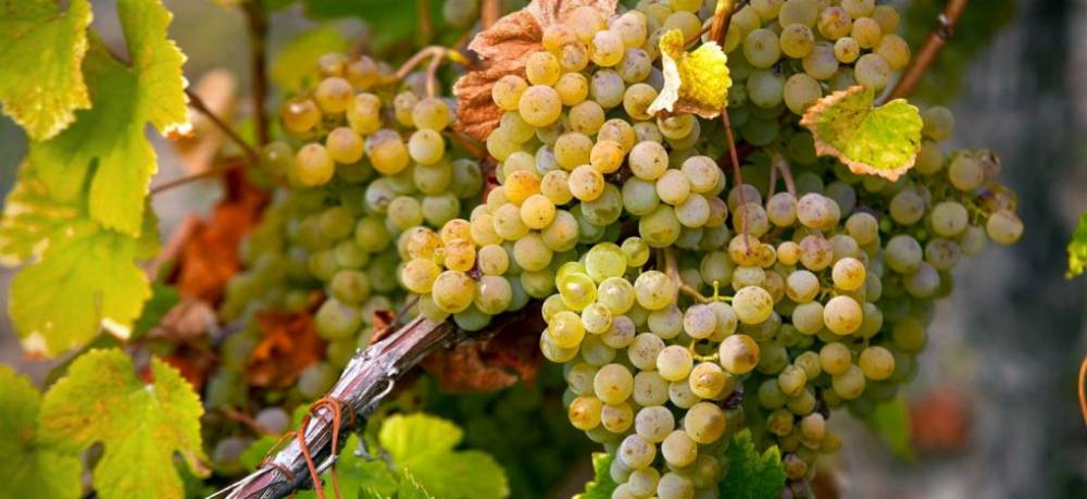 mauzac grape varietal