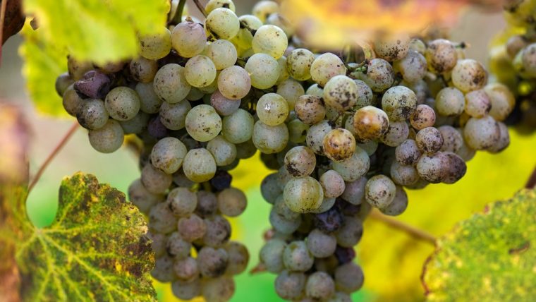 gros manseng grape varietal