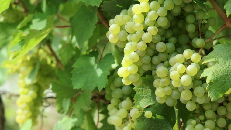 Jacquère Grape Varietal