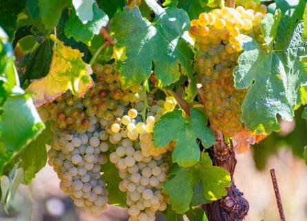 Jewel of the Rhône: Marsanne Grape Variety