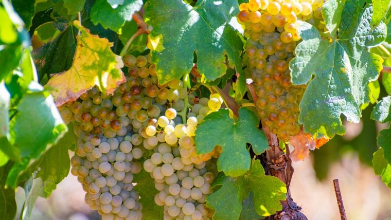 Marsanne grape varietal