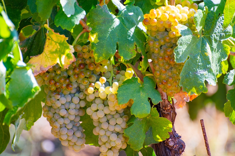 Marsanne grape varietal