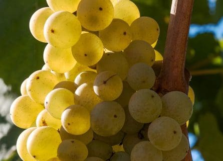 The Magic Behind Muscadet: Melon de Bourgogne