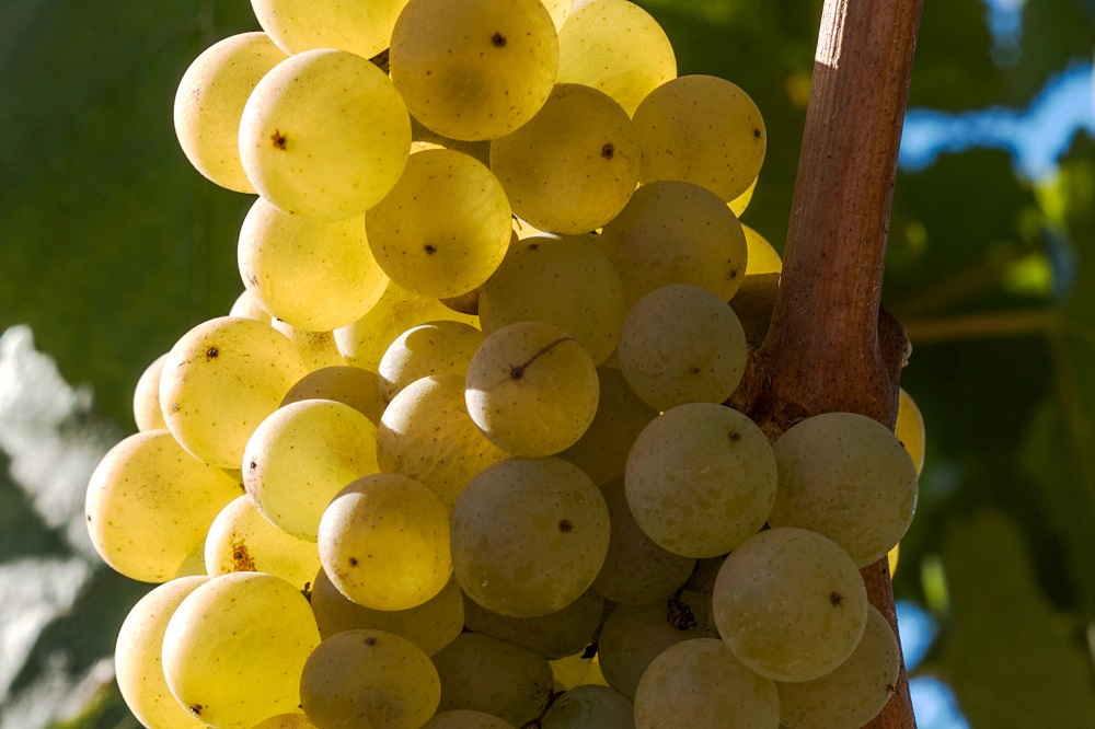 melon de bourgogne grapes