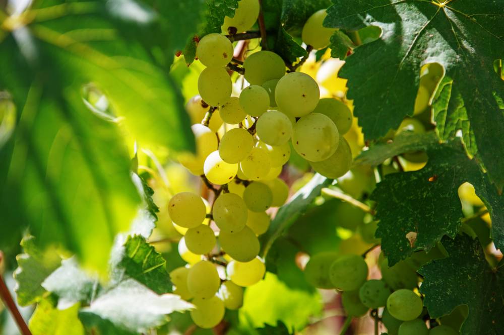 muscadelle-grape-varietal