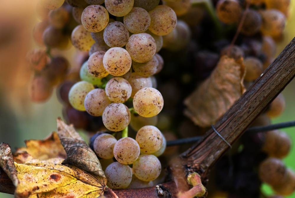 petit-manseng-grape-varietal