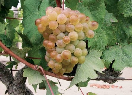 A lost legacy: Picardan grape variety