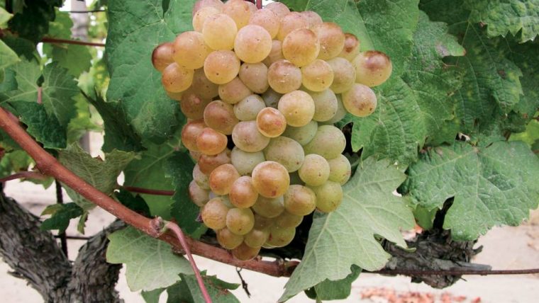 picardan-grape-varietal