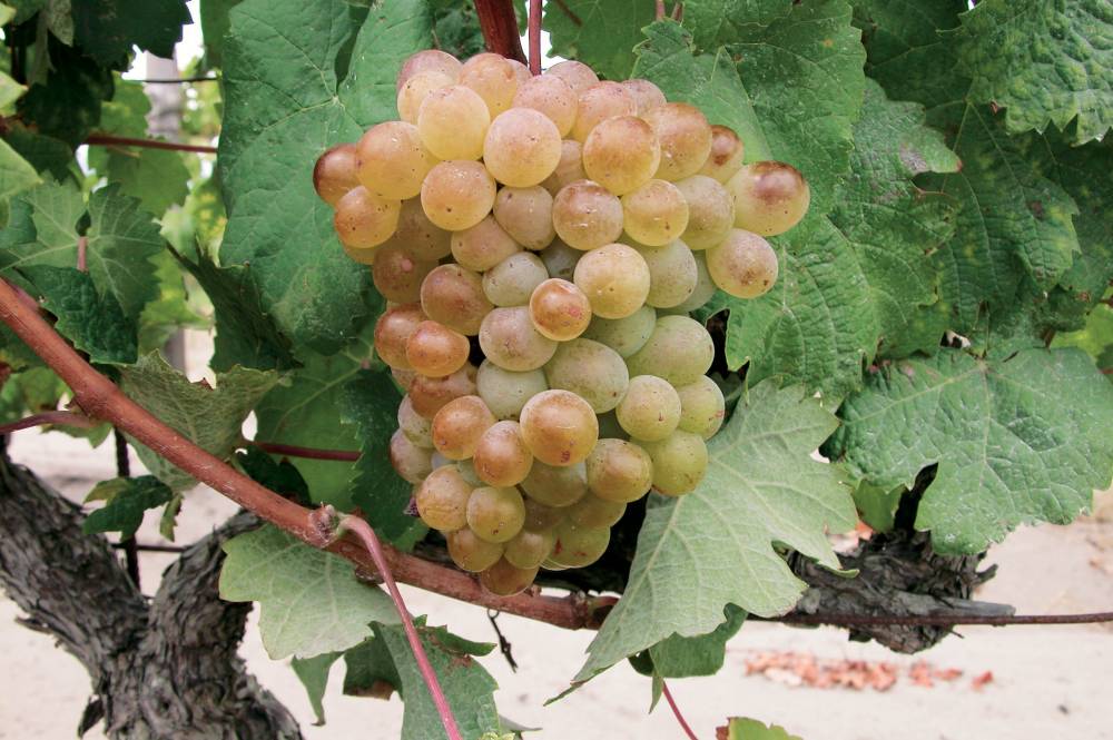 picardan-grape-varietal
