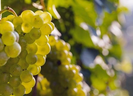 Just a Little Respect: the Rise of Pinot Blanc