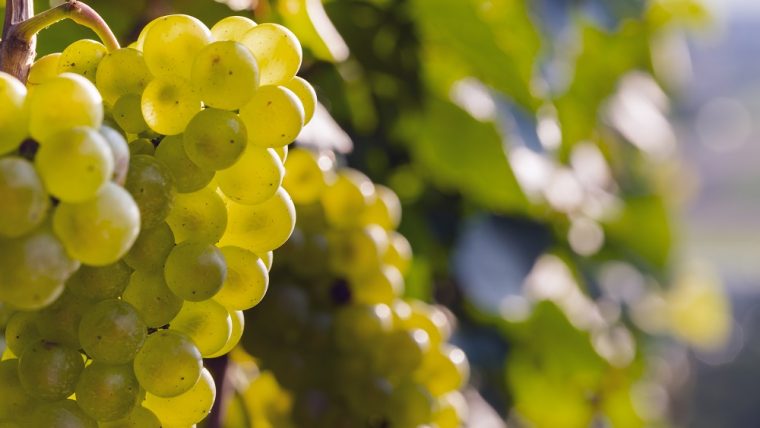 Pinot Blanc Grape Varietal