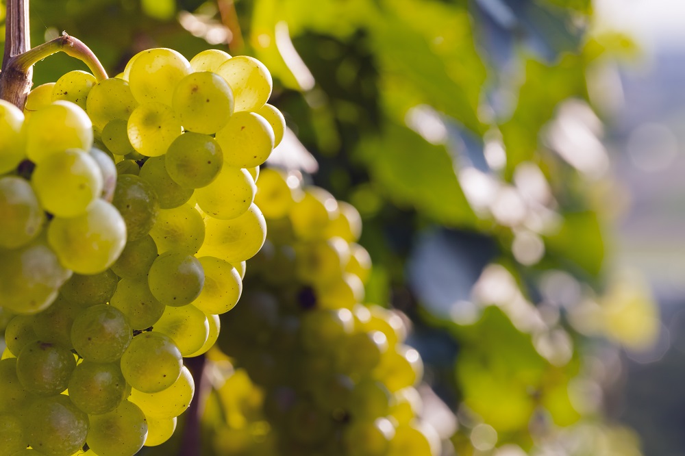 Pinot Blanc Grape Varietal