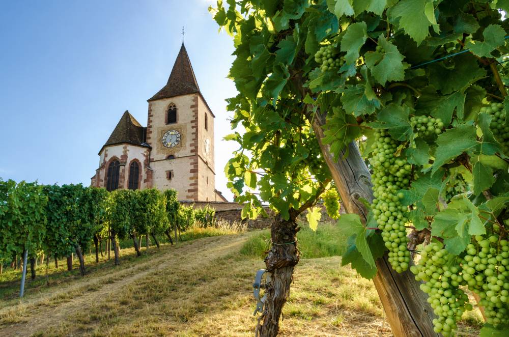 scenic-vineyards-near-colmar-in-alsace