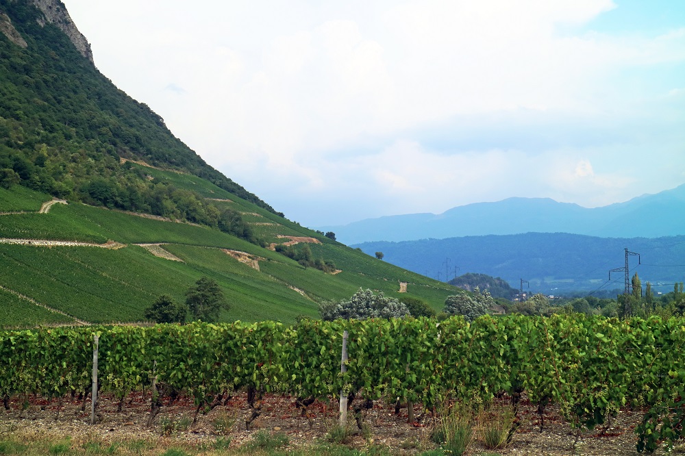 Vineyards in the pristine Savoie