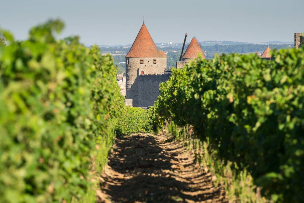 vineyards-near-carcassonne