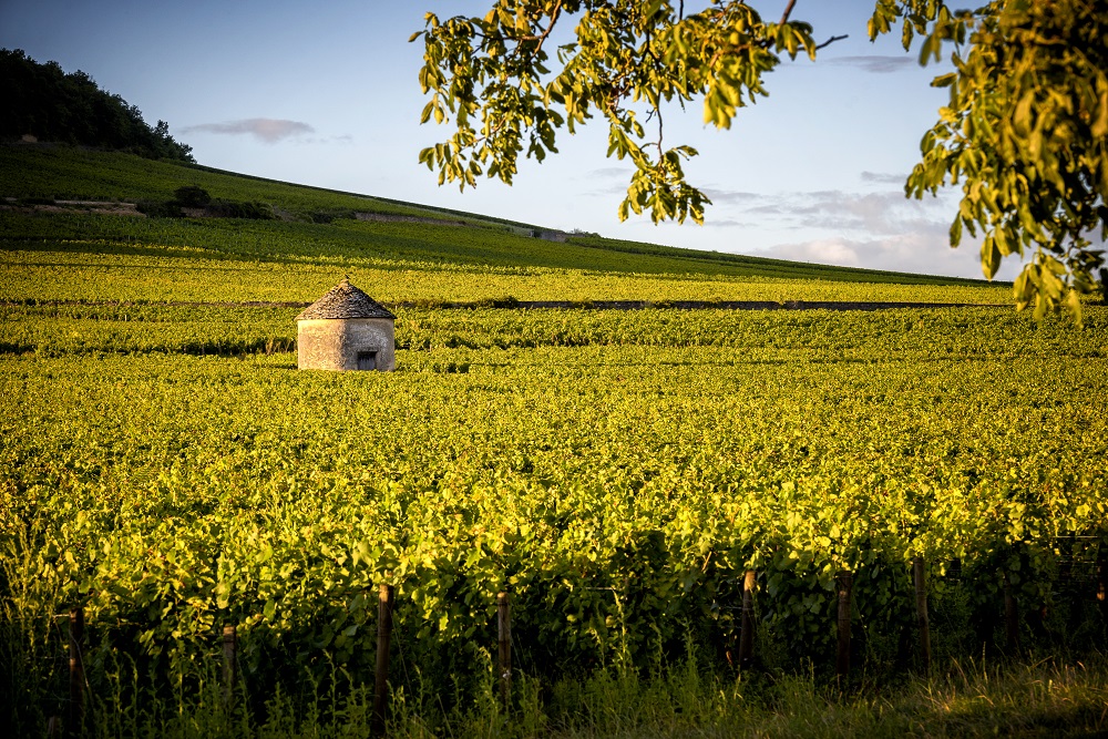 burgundy vineyards