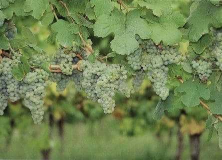 Saved from Extinction: Courbu Blanc