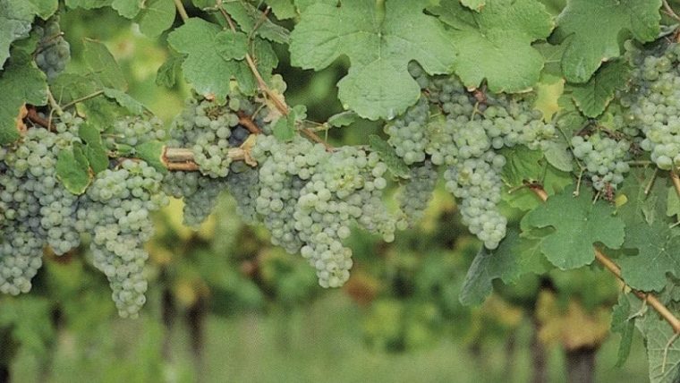 courbu-blanc-varietal