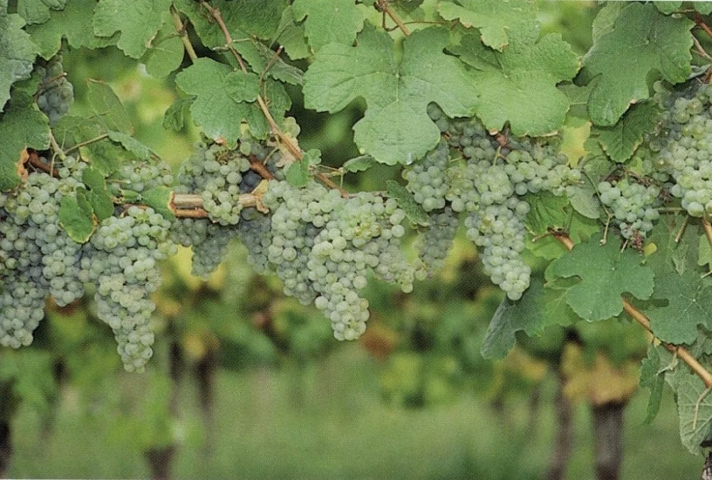 courbu-blanc-varietal