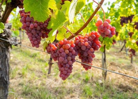 Gewürztraminer Grape’s Fair Hearing