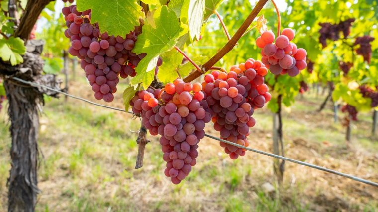 Gewurztraminer Grape Varietal