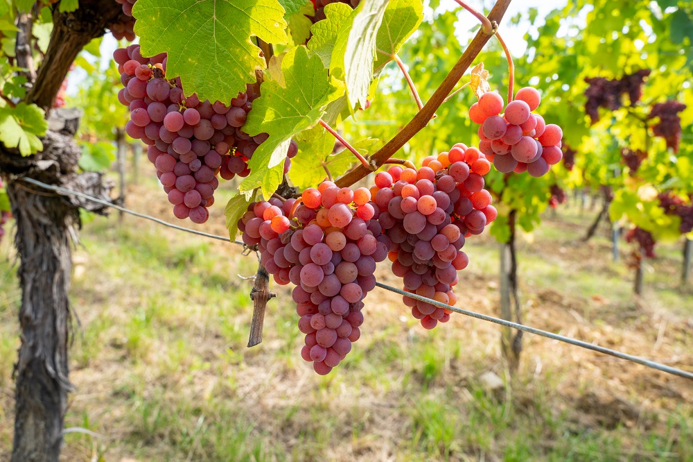 Gewurztraminer Grape Varietal