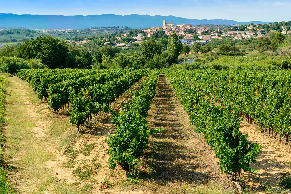 Languedoc-Roussillon vineyards