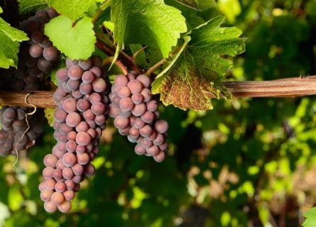 Pinot Gris: n’est pas Grigio