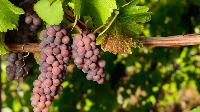 pinot-gris-grape-varietal