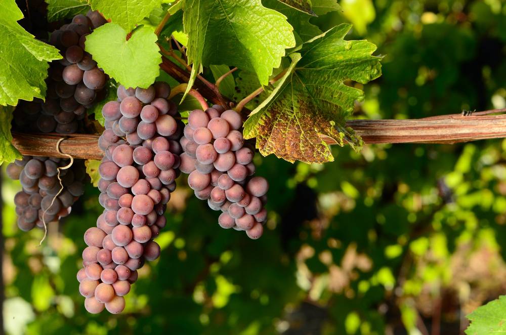 pinot-gris-grape-varietal