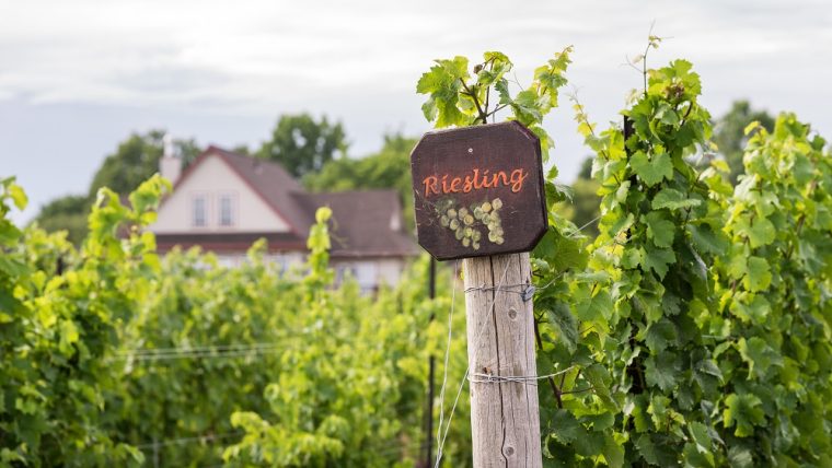 Riesling Grape Varietal