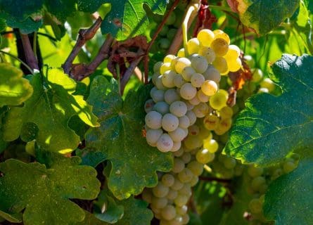 Roussanne’s Collectability Credentials