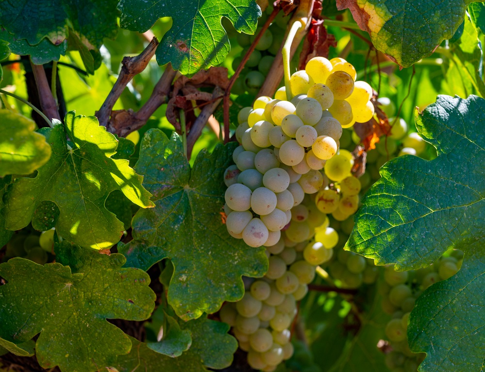 roussanne grape varietal