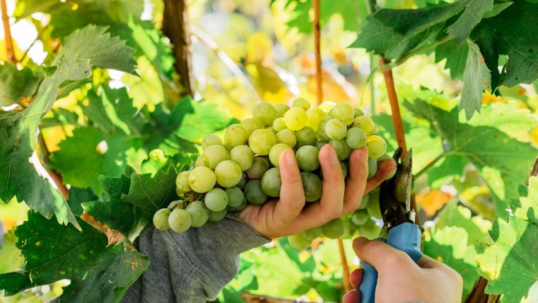 sauvignon blanc grape varietal