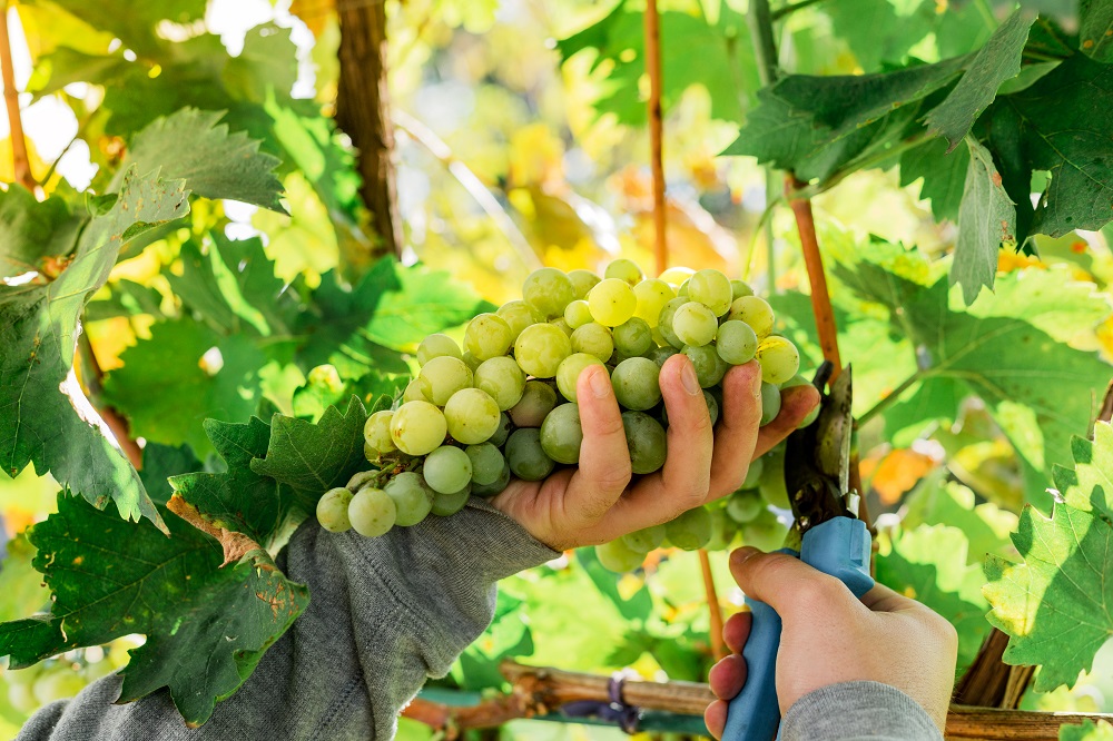 sauvignon blanc grape varietal