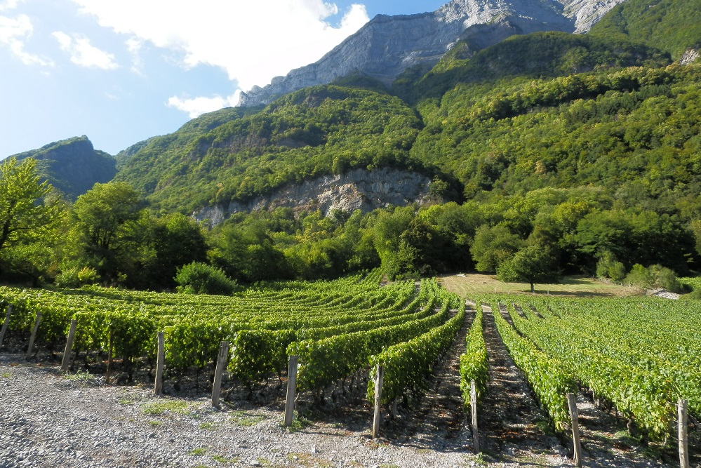 savoie vineyards