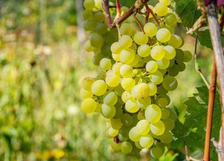 Going Solo: Semillon Grape Variety