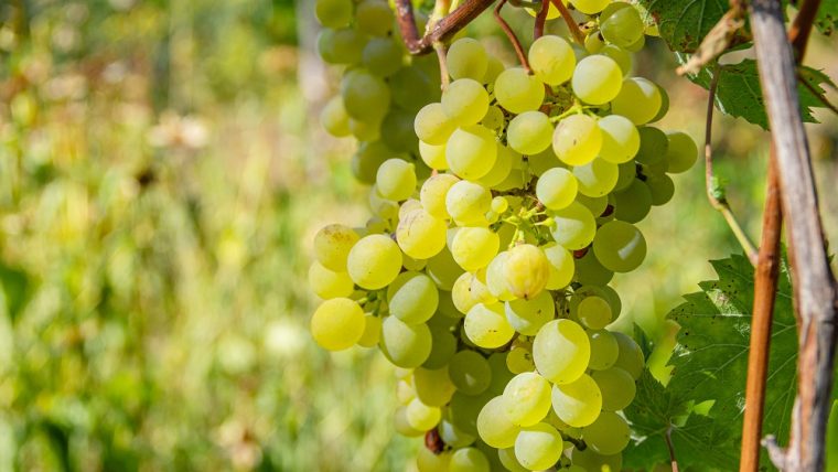 Semillon grape variety