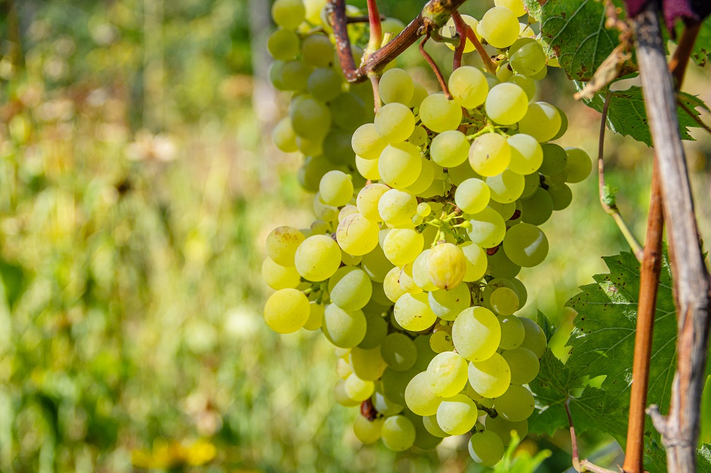 Semillon grape variety