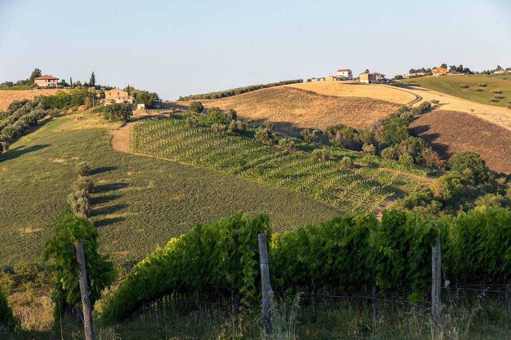 abruzzo-vineyards