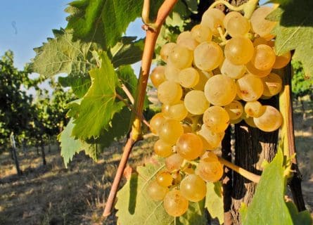 The Road Less Traveled: Albana Grape Variety