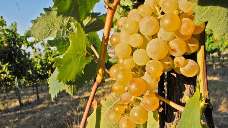 albana-grape-varietal