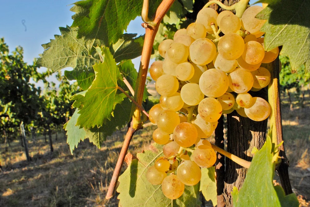 albana-grape-varietal
