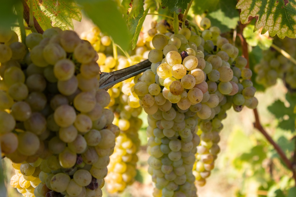 Arneis grape varietal