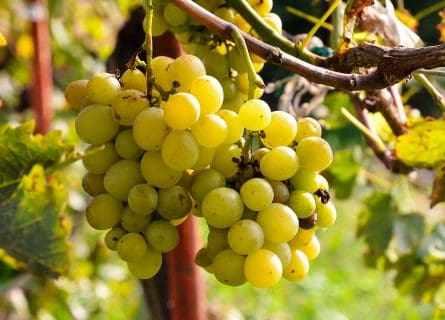 A reputation saved: Bombino Bianco grape variety