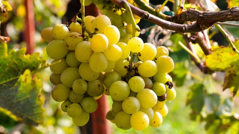 bombino-blanco-grape-varietal