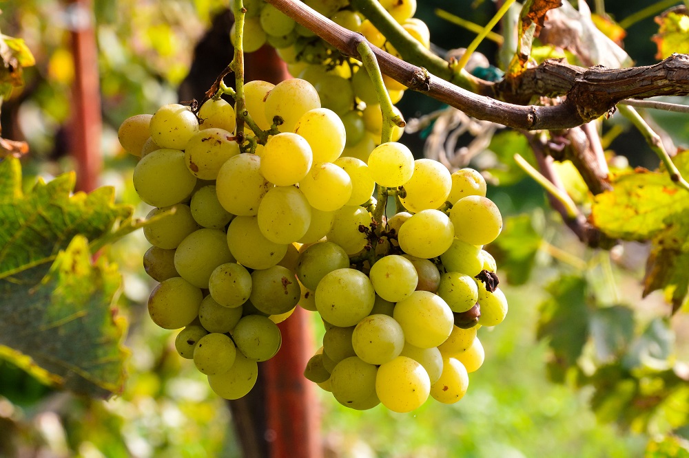 bombino-blanco-grape-varietal