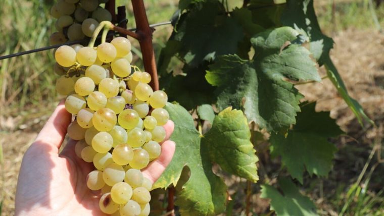 carricante-grape-varietals